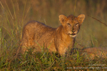 Lion cub portrait