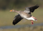 Greylag Flight