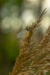 In the world of Mayflies