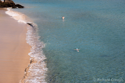 Summer Swimmers