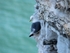 Kittiwake
