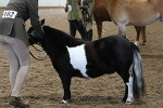 SIAL0648