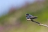 Swallow