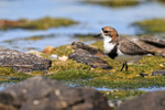 Two-banded Plover standing in algae, Carcass Island, Falklands