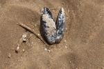 Shell 1