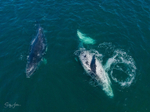 A Pair of Humpbacks Relaxing 9. DJI_0271