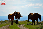 3HPhotog6-2-24_SW-WYO_3HR16163_Wild Horses