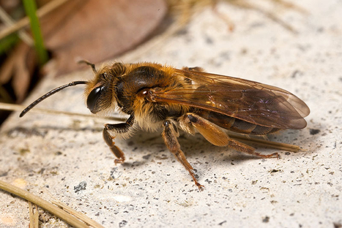 A female showing the characteristic "golden" colouration that spreads onto the wing bases. Warwickshire, May 2012.