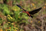 Glossy Ibis hanging in air, Wakodahatchee Wetlands, Florida