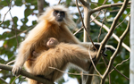 Golden Langur