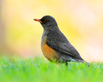 Olive Thrush portfolio