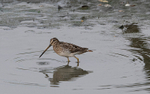 Common Snipe