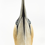 Northern Gannet