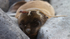 Galapagos Sealion 10