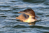 Head-on view of Great Northern Diver (juvenile) in late afternoon sun