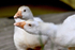geese198jpg