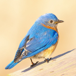 Male Eastern Bluebird