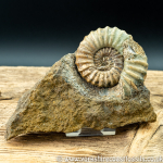 Sold scun 157 Aegasteroceras sp