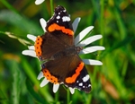 Red Admiral