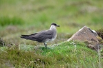 Arctic Skua