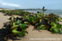 ANG020: Water hyacinth