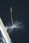 Suspended Seed