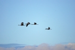 Common Cranes