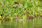 Sungrebe portfolio