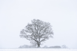 Oak in a snowstorm