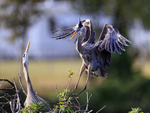 Great Blue Heron portfolio