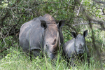 Ziwa Rhino sanctuary
