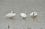 Mute Swans