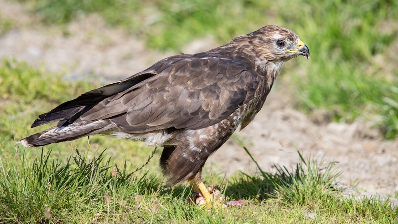 Common Buzzard - Gigrin Farm - Wales
