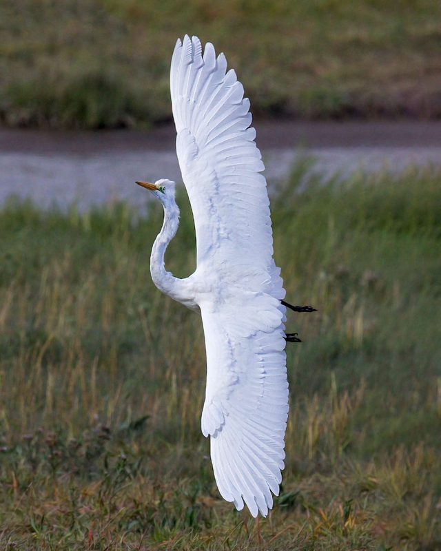 Great Egret - Dee Estuary - North Wales