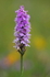 Common Spotted Orchid               ref  0845