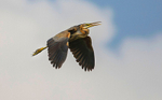Purple Heron