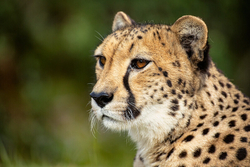Big Cats portfolio