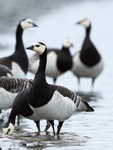 Group of adult Barnacle Geese, Jokulsarlon, Iceland