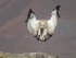 Angel wings