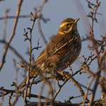 Redwing