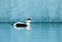 Eider swimming on lagoon, Jokulsarlon, Iceland