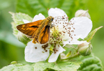 Large Skipper