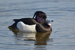 March 2015 - Tufted Duck