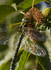 Southern Hawker Dragonfly, Cheshire