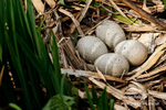 Coote nest eggs 0415 4