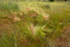Deer bedding
