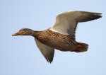 Female Mallard