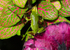 Frog with Colour 2