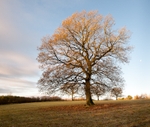 Above Oldfield Coppice