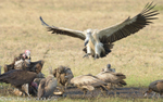 White-faced vulture on the wing